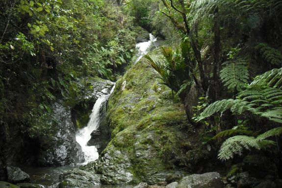 Camping in the Coromandel